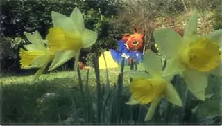 Daffodils