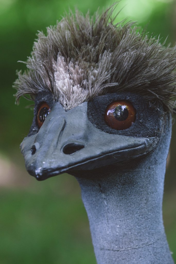 Dinnawhan the emu