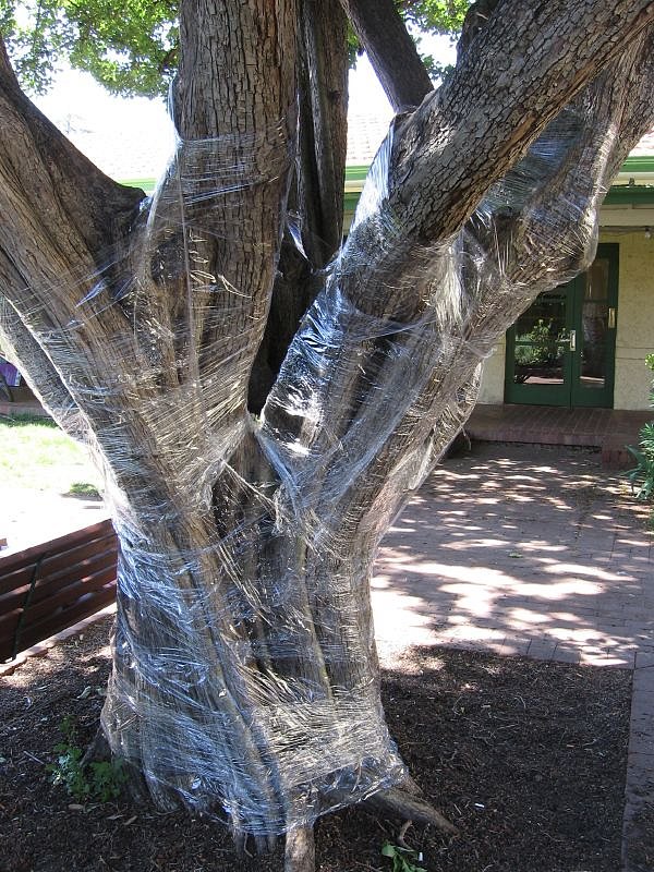 tree-wrapping-1.jpg