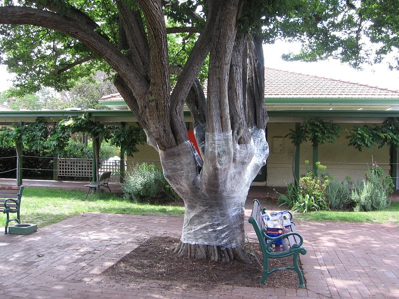 tree-wrapping-3.jpg
