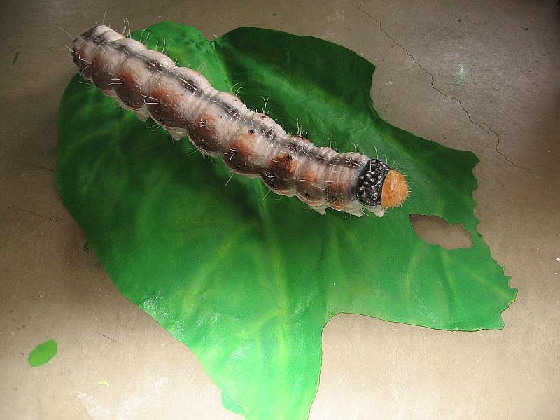 giant-helicoverpa-caterpillar-and-leaf-26.jpg