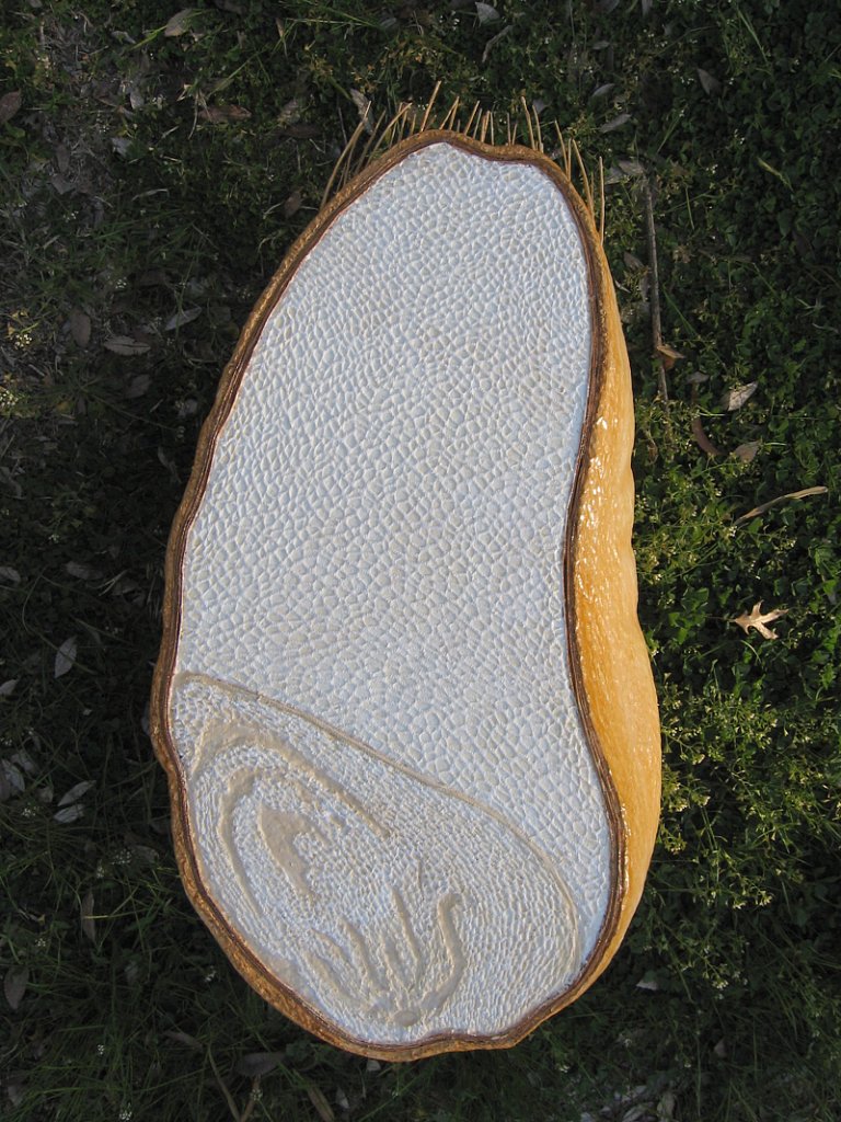 Cross-section wheat seed