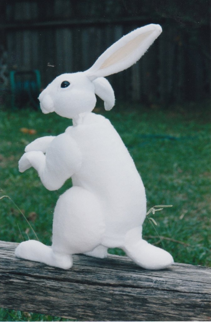 angora-rabbits-3.jpeg