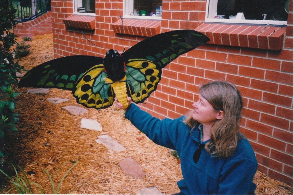 Richmond Birdwing Butterfly model