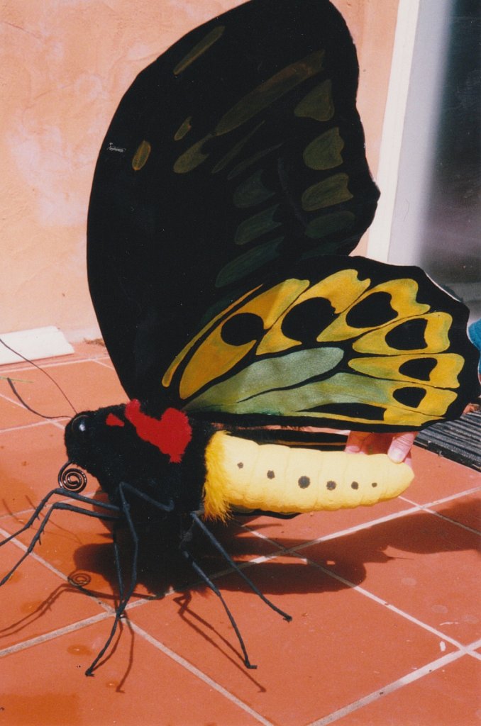 Richmond Birdwing Butterfly model