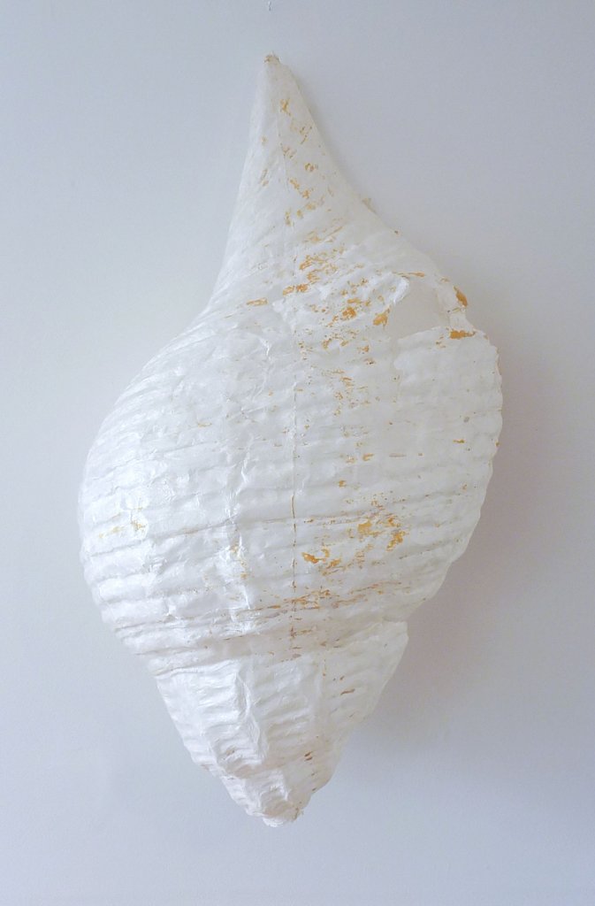 Whelk Shell (Fragility)